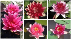 Grower's Choice Red Hardy Water Lily (Bare Root)